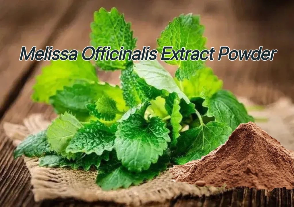 Lemon Balm Extract Powder.png